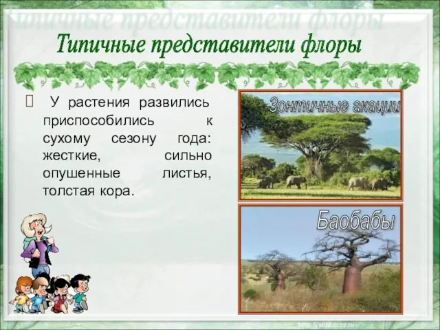 У растения развились приспособились к сухому сезону года: жесткие, сильно опушенные листья,