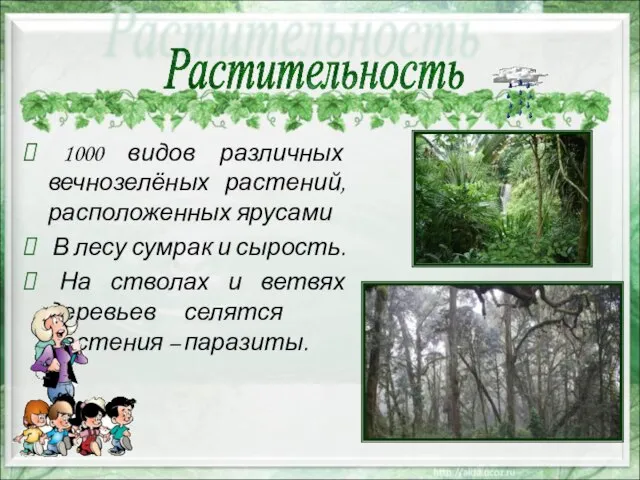 1000 видов различных вечнозелёных растений, расположенных ярусами В лесу сумрак и сырость.