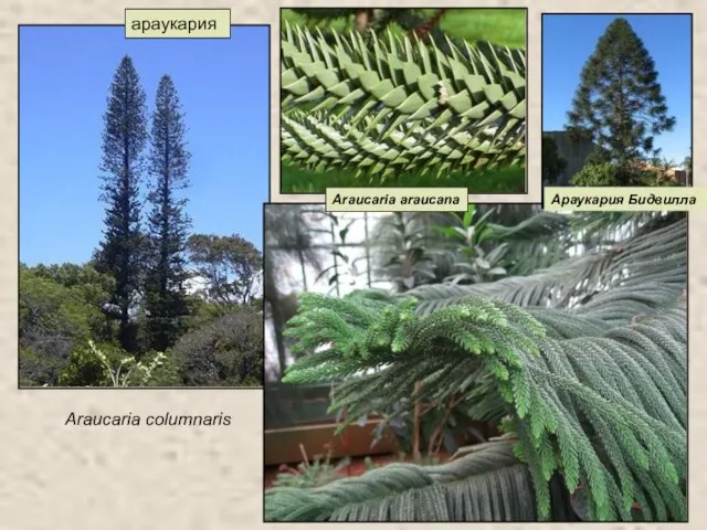 араукария Araucaria columnaris Араукария Бидвилла Araucaria araucana