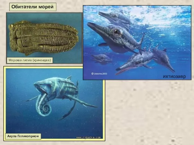 Акула Геликоприон Обитатели морей Морская лилия (криноидея) ихтиозавр