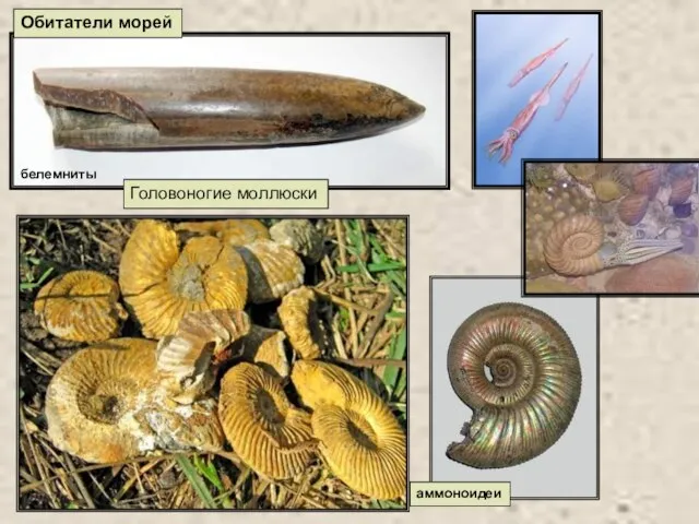 аммоноидеи Обитатели морей Головоногие моллюски белемниты