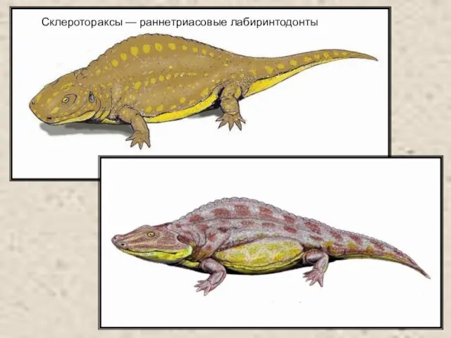 Склеротораксы — раннетриасовые лабиринтодонты