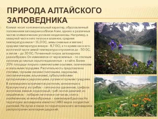 Природа Алтайского заповедника Климат носит континентальный характер, обусловленный положением заповедника вблизи Азии,