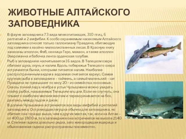 Животные Алтайского заповедника В фауне заповедника 73 вида млекопитающих, 310 птиц, 6