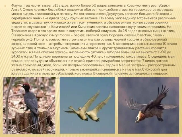 Фауна птиц насчитывает 311 видов, из них более 50 видов занесены в