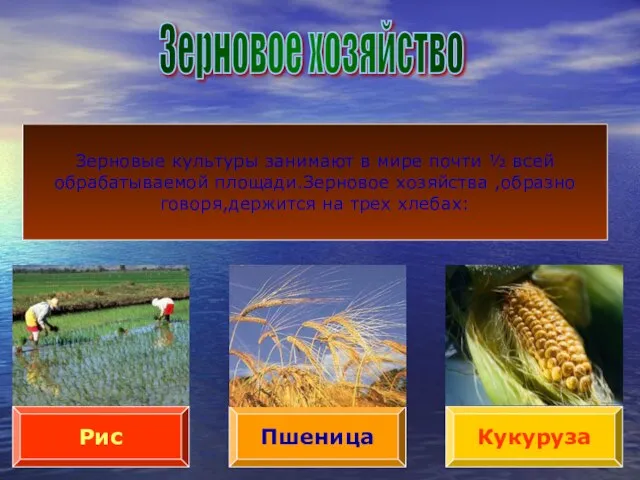 Зерновое хозяйство Пшеница Рис Кукуруза Зерновые культуры занимают в мире почти ½