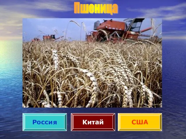Пшеница Россия США Китай