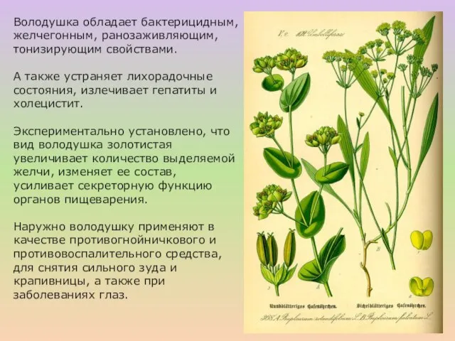 Володушка обладает бактерицидным, желчегонным, ранозаживляющим, тонизирующим свойствами. А также устраняет лихорадочные состояния,