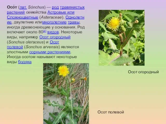 Осо́т (лат. Sónchus) — род травянистых растений семейства Астровые или Сложноцветные (Asteraceae).