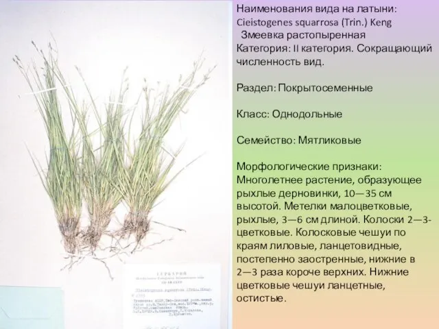 Змеевка растопыренная Наименования вида на латыни: Cieistogenes squarrosa (Trin.) Keng Категория: II