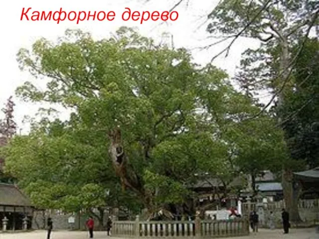 Камфорное дерево