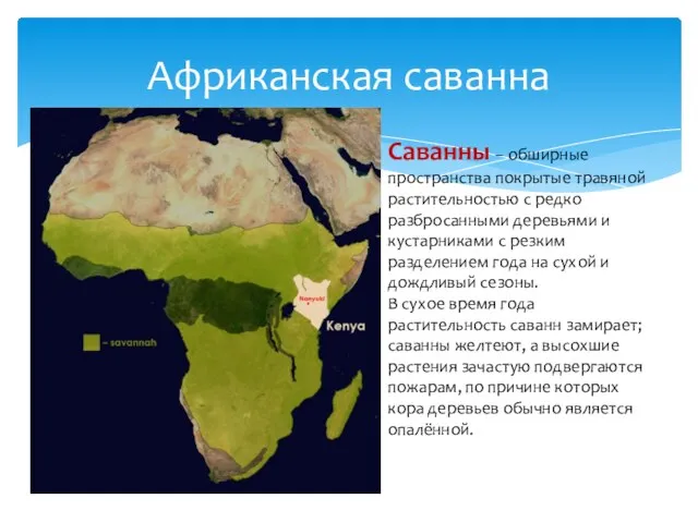 Африканская саванна Саванны – обширные пространства покрытые травяной растительностью с редко разбросанными