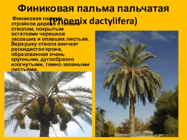Финиковая пальма пальчатая (Phoenix dactylifera) Финиковая пальма — стройное дерево с тонким