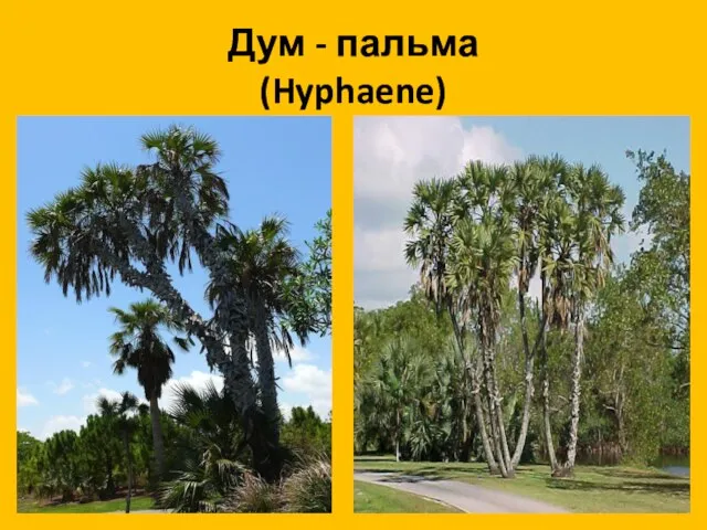 Дум - пальма (Hyphaene)
