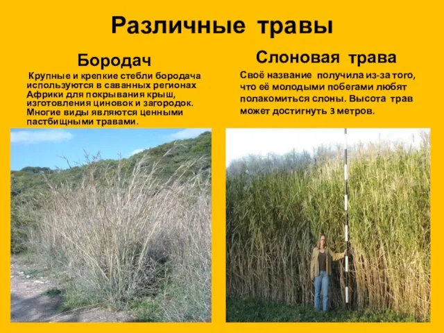 Различные травы Бородач Крупные и крепкие стебли бородача используются в саванных регионах