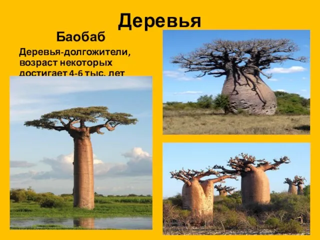 Деревья Баобаб Деревья-долгожители, возраст некоторых достигает 4-6 тыс. лет