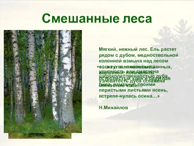 Смешанные леса «…а тут в полосе смешанных, угрюмость ели смягчена широколиственностью дуба,