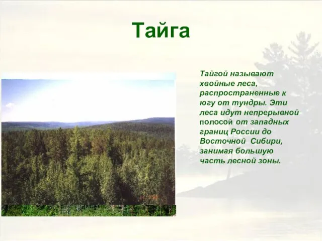 Тайга Тайгой называют хвойные леса, распространенные к югу от тундры. Эти леса