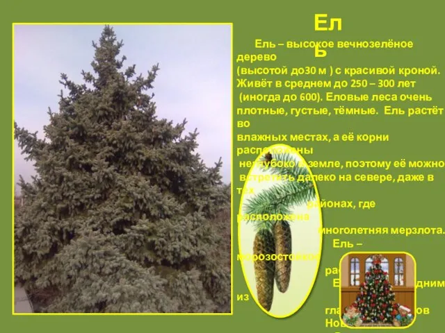 Ель Ель – высокое вечнозелёное дерево (высотой до30 м ) с красивой