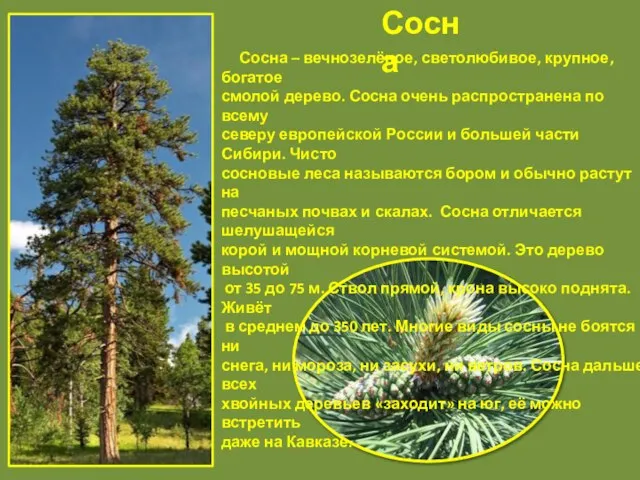 Сосна Сосна – вечнозелёное, светолюбивое, крупное, богатое смолой дерево. Сосна очень распространена