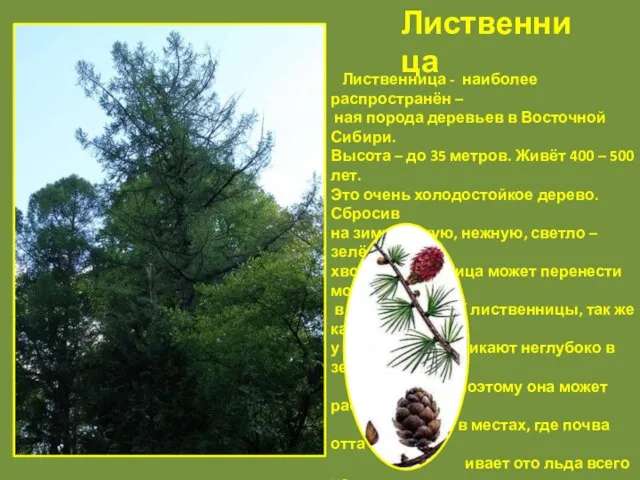 Лиственница - наиболее распространён – ная порода деревьев в Восточной Сибири. Высота