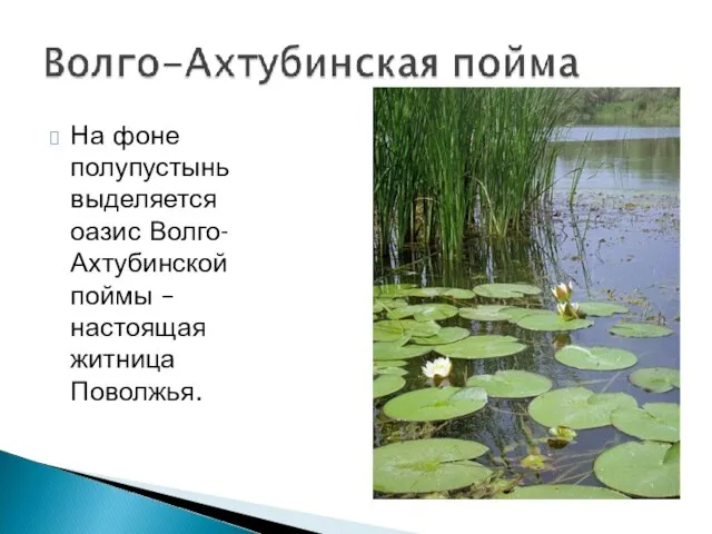 На фоне полупустынь выделяется оазис Волго-Ахтубинской поймы – настоящая житница Поволжья.