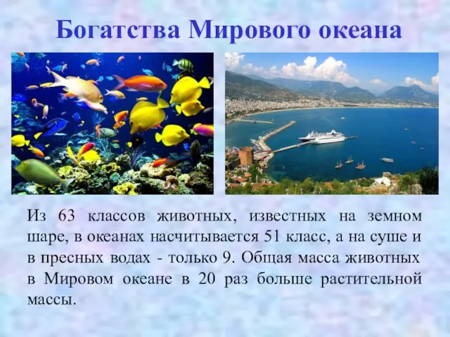 Богатства Мирового океана Из 63 классов животных, известных на земном шаре, в