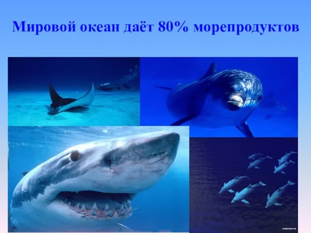 Мировой океан даёт 80% морепродуктов