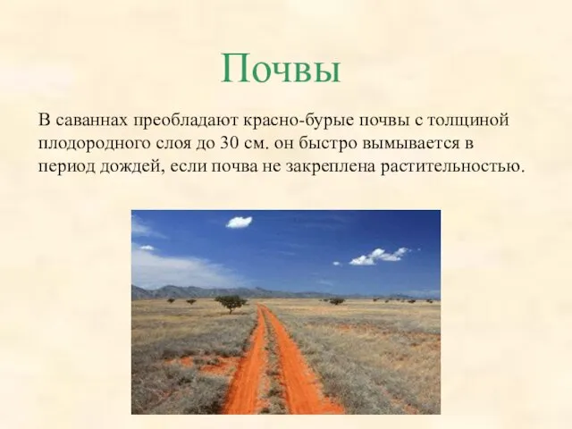 Почвы В саваннах преобладают красно-бурые почвы с толщиной плодородного слоя до 30