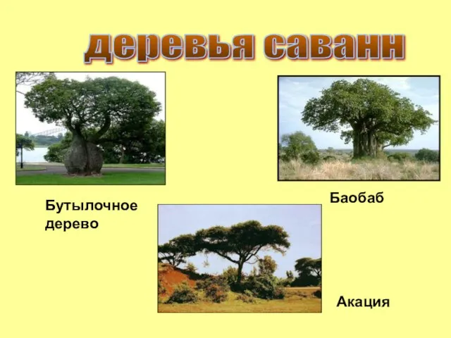 деревья саванн Баобаб Акация Бутылочное дерево