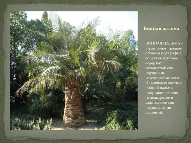 Винная пальма ВИННАЯ ПАЛЬМА - виды пальм главным образом рода рафия, соцветия
