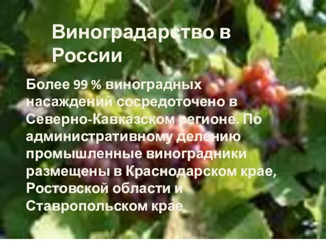 Более 99 % виноградных насаждений сосредоточено в Северно-Кавказском регионе. По административному делению