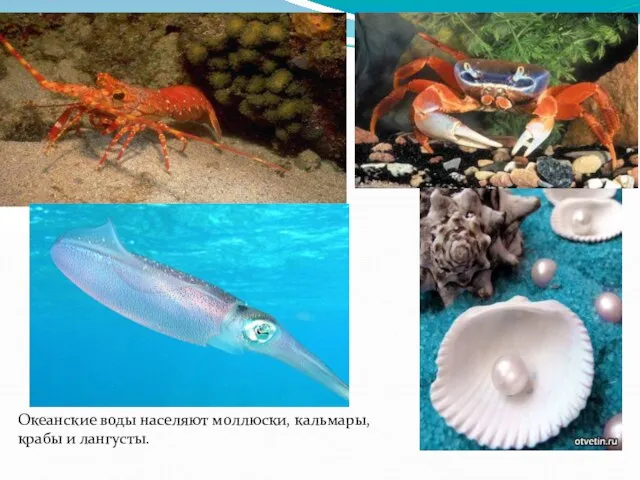 Океанские воды населяют моллюски, кальмары, крабы и лангусты.