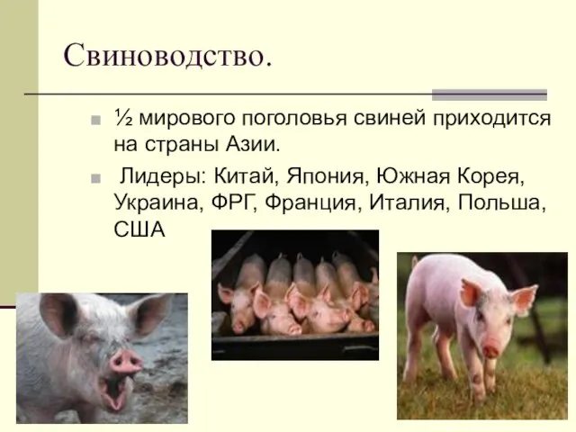 Свиноводство. ½ мирового поголовья свиней приходится на страны Азии. Лидеры: Китай, Япония,