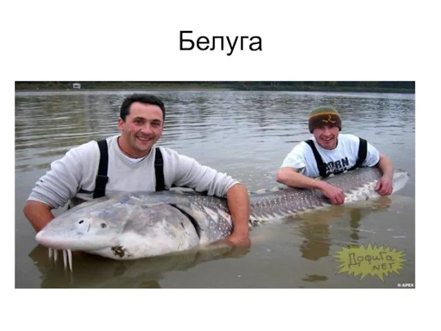 Белуга