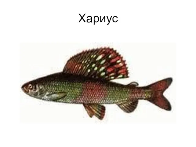 Хариус