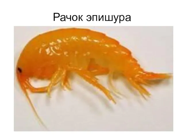 Рачок эпишура