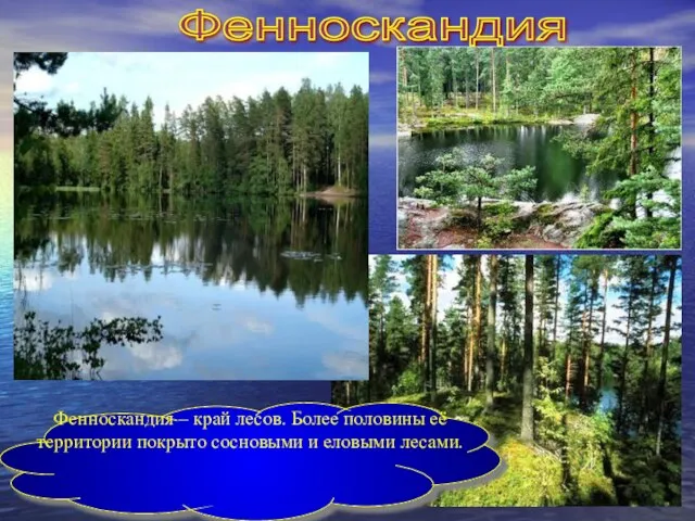 Фенноскандия Фенноскандия – край лесов. Более половины её территории покрыто сосновыми и еловыми лесами.