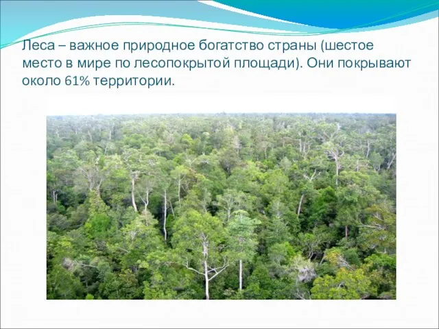 Леса – важное природное богатство страны (шестое место в мире по лесопокрытой
