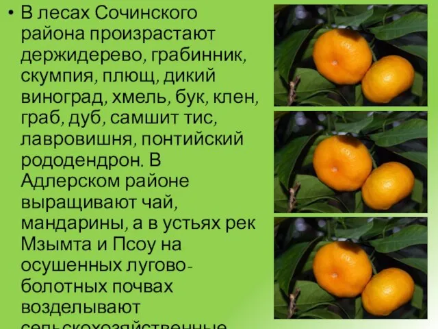 В лесах Сочинского района произрастают держидерево, грабинник, скумпия, плющ, дикий виноград, хмель,