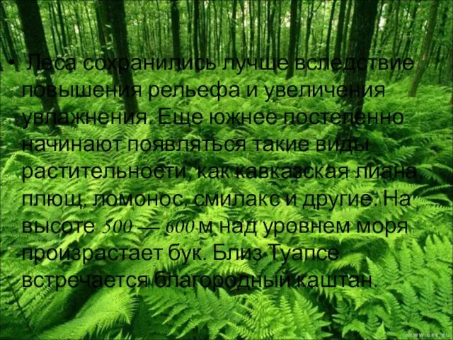 Леса сохранились лучше вследствие повышения рельефа и увеличения увлажнения. Еще южнее постепенно