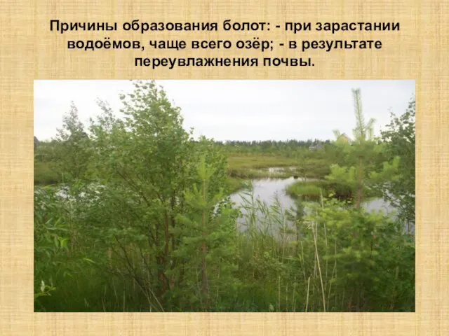 Причины образования болот: - при зарастании водоёмов, чаще всего озёр; - в результате переувлажнения почвы.