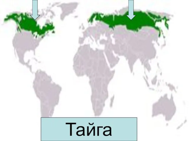 Тайга