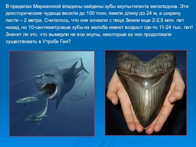 В пределах Марианской впадины найдены зубы акулы-гиганта мегалодона. Эти доисторические чудища весили