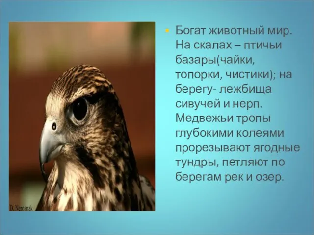 Богат животный мир. На скалах – птичьи базары(чайки, топорки, чистики); на берегу-