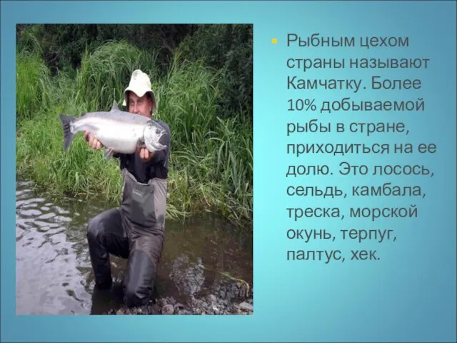 Рыбным цехом страны называют Камчатку. Более 10% добываемой рыбы в стране, приходиться