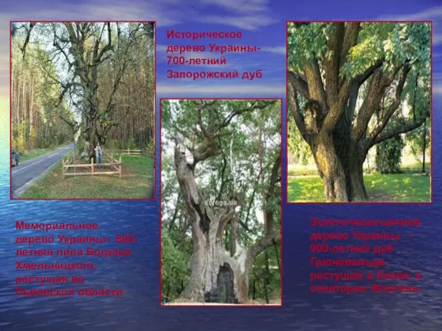 Мемориальное дерево Украины- 800-летняя липа Богдана Хмельницкого, растущая во Львовской области Эстетически-ценное
