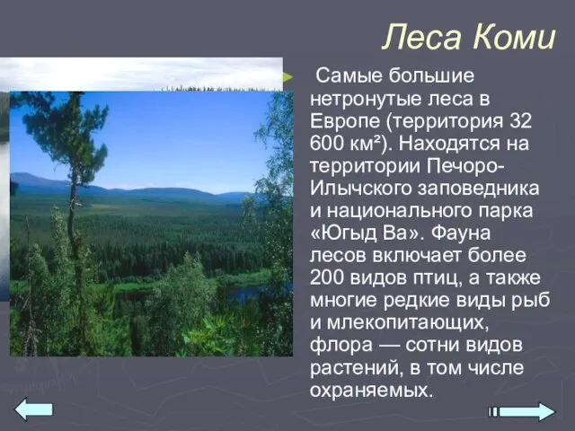Леса Коми Самые большие нетронутые леса в Европе (территория 32 600 км²).