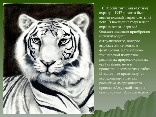 В России тигр был взят под охрану в 1947 г., когда был