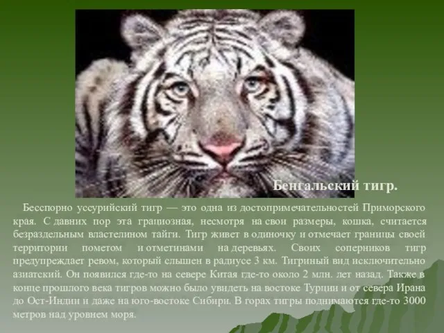 Бенгальский тигр. Бесспорно уссурийский тигр — это одна из достопримечательностей Приморского края.